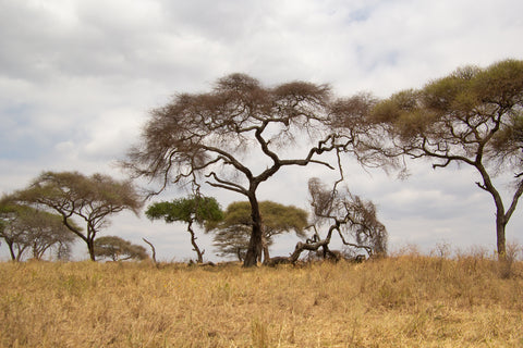 A view of trees across the savannah