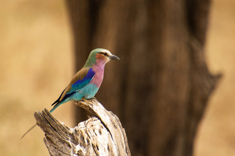 A lilac breasted roller bird on a tree stump