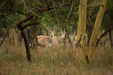 Wild eland among grass and trees
