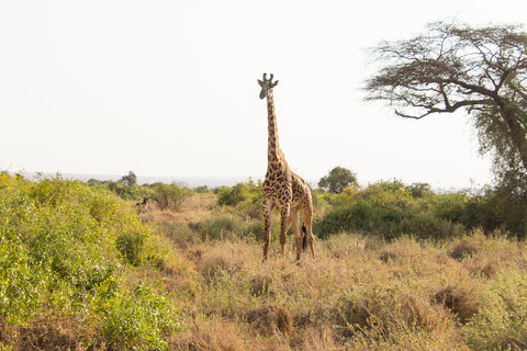 A giraffe on the savannah