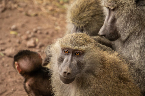An olive baboon looks into the camera while being groomed by another.