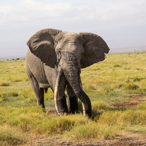 A matriarch elephant on the savannah