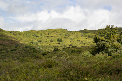 A look across grassy hills in northern Tanzania