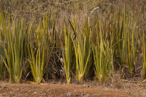 Sansevieria plants along the road