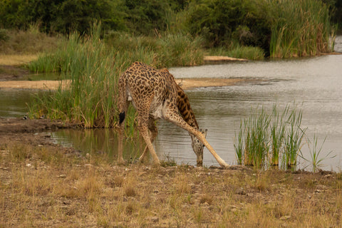 A giraffe drinking from a pond