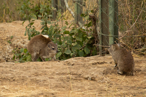 A male-female pair of bush hyrax outside their burrow