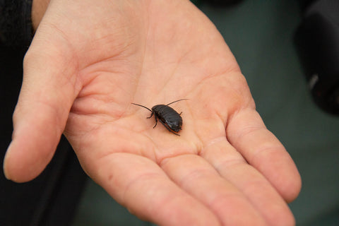 A wild cockroach spotted under a rock in Nairobi National Park