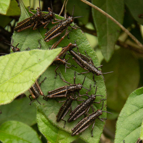 Many grasshopper nymphs on one leaf