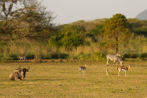 Wildebeest, zebra and gazelle browsing a manicured field in northern Tanzania