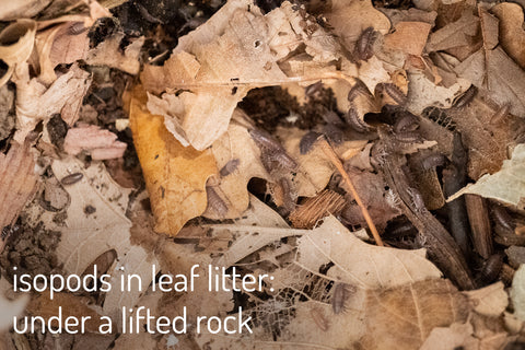 Powder blue isopods in leaf litter