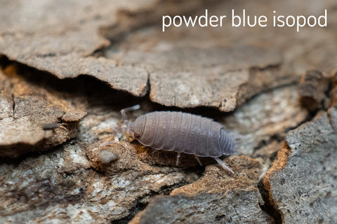 Powder blue isopod on a piece of bark