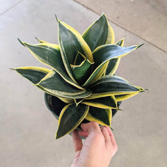 Snake plant in nursery pot