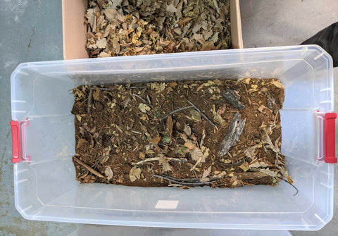 Tub with substrate and a box of leaf litter