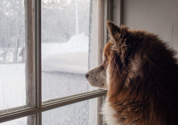 Keeping Your Pet Active As Cold Weather Continues