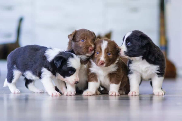 The Basics of Starting a Dog Breeding Business: A Step-by-Step Guide