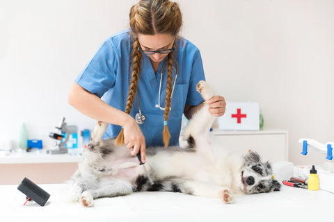 How to prevent and treat fleas on dogs