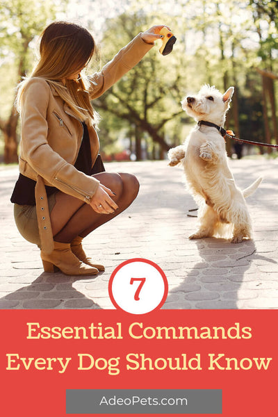 7 basic commands every dog should know