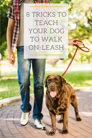 How to train your dog to walk on leash without pulling