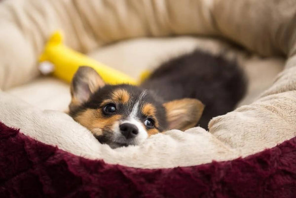 Introducing Your New Dog to Your Home: Tips for a Smooth Transition