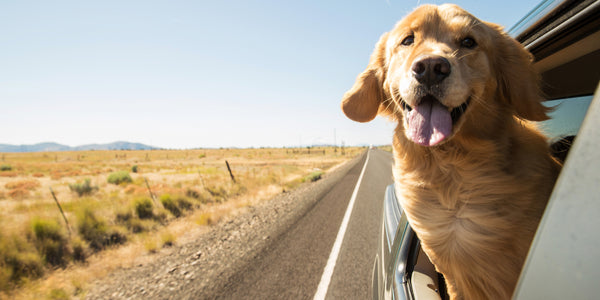 AdeoPets_how_to_travel_safely_with_your_dog_image