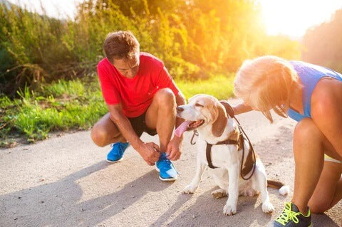 A Guide to Senior Pet Care: Understanding the Unique Needs of Aging Dogs and Cats