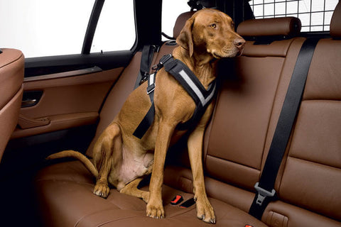 Allsafe dog seatbelt harness for car travel