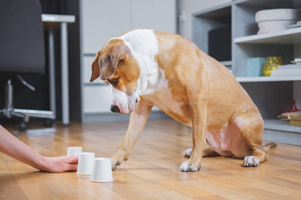 Introducing Your New Dog to Your Home: Tips for a Smooth Transition