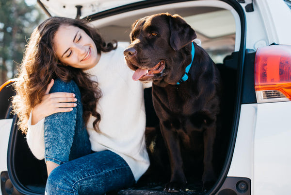 How to travel safely in your car with a large dog