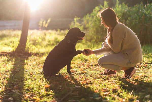 Dog Socialization tips and tricks