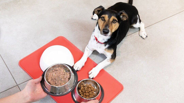Establishing Healthy Habits: Feeding, Exercise, and Routine for Your New Dog