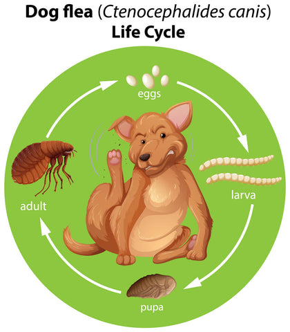 flea lifecycle on your dog or pet
