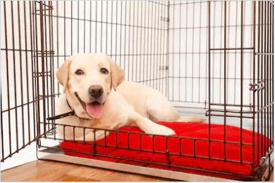 How to crate train your dog