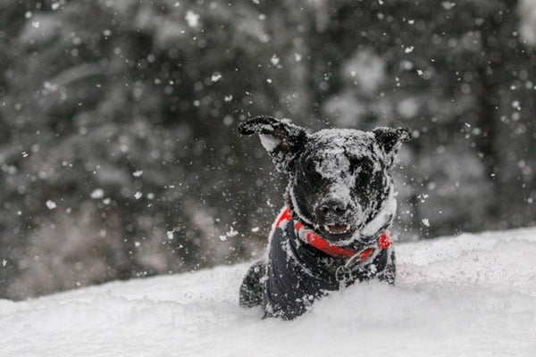 How to Keep Your Pets Comfortable in the Cold Weather