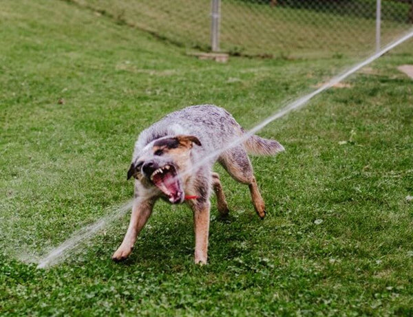 11 Summer Activities For You And Your Dog - play in water with hose