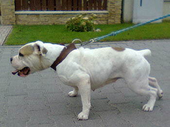 teach your dog to walk calmly on leash