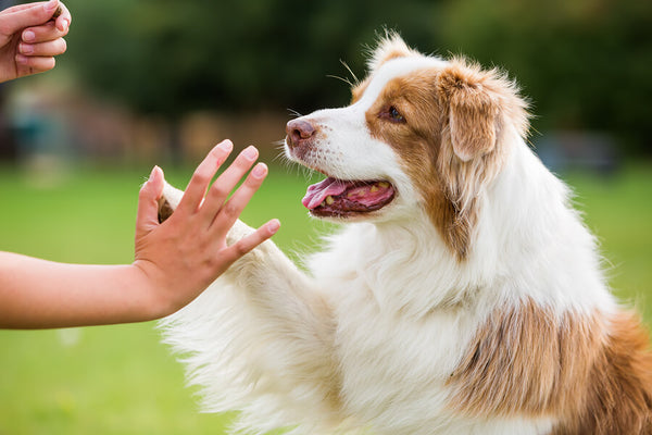 Introducing Your New Dog to Your Home: Tips for a Smooth Transition
