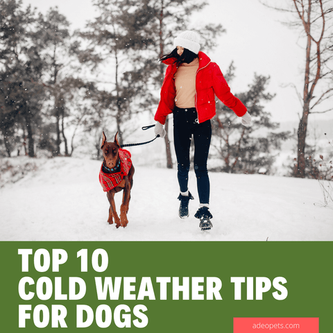 top 10 tips for dogs in cold weather