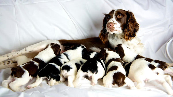 Preparing for and Managing a Dog Breeding Program's First Litter