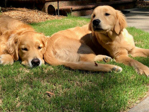Dogs in the shade