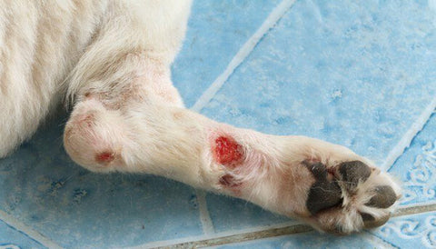 Dog wound care and prevention