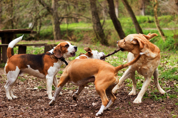 what to know before you go to a dog park 