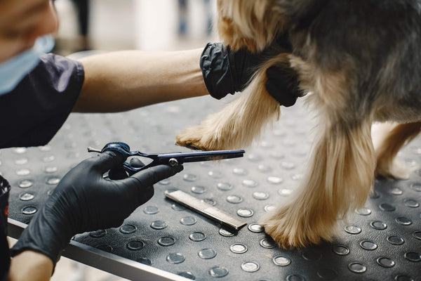 The Business Side of Dog Grooming: Setting Prices and Managing Finances