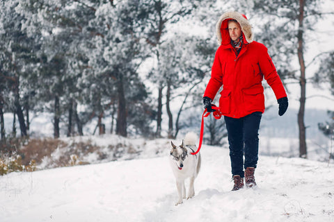 How cold is too cold for your dog