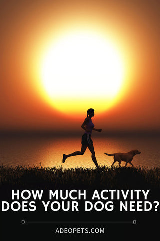 find out how much activity and exercise your dog needs