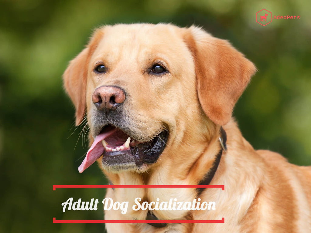 Socializing your adult dog the easy way