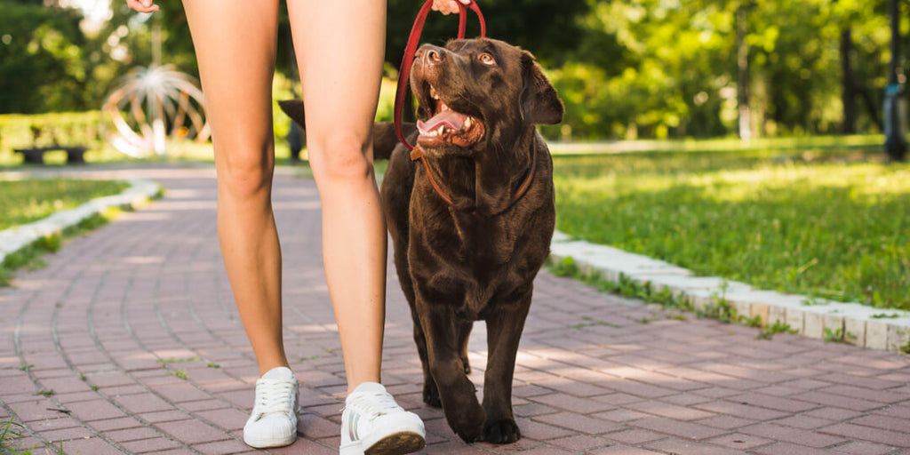 Teach your dog to walk on a leash