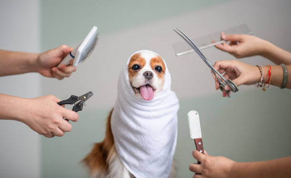Winter Grooming Guide: Tips for Keeping Your Dog's Coat Healthy and Clean