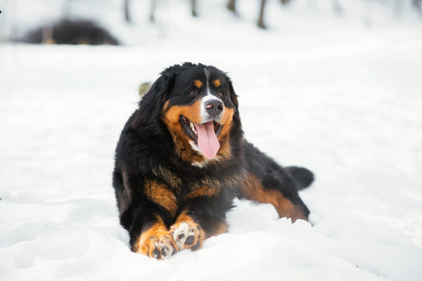 protect your dogs feet in the cold and snow