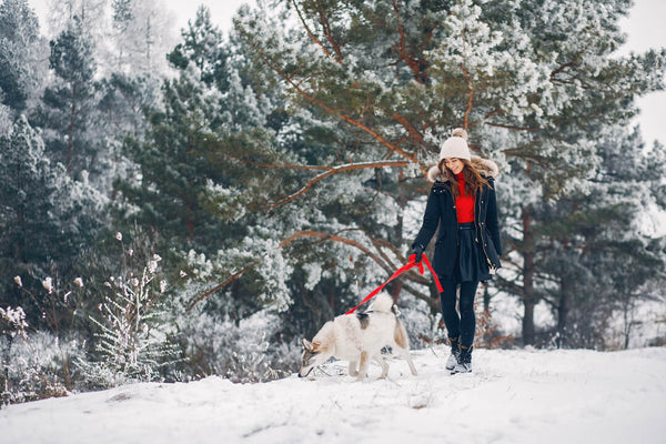 10 tips for your dog in cold weather and snow