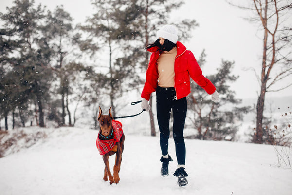 10 cold weather tips for your dog